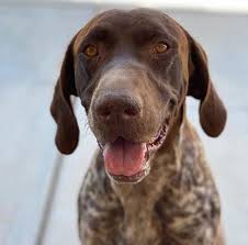 We also offer german shorthair pointer stud service, quality bred puppies and started dogs available. Clauss Gsp S German Shorthaired Pointer Breeders