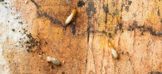 termite species treatment options in