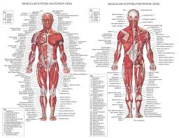 Us 2 03 49 Off Muscle System Posters Silk Cloth Anatomy Chart Human Body School Medical Science Educational Supplies Home Decoration In Medical
