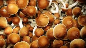 Along these lines, the sclerotia can endure extraordinary natural conditions. Magic Mushrooms Effects Risks And How To Get Help