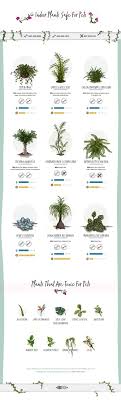 Data Chart Did You Know That These Common Indoor Plants