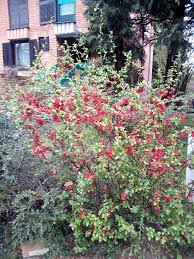 A to z red coloured flowers of spring season with their symbols. What Is This Shrub With Simple But Attractive Red Flowers Gardening Landscaping Stack Exchange