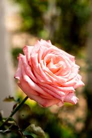 premium photo beautiful rose flowers