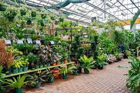Plant Delivery Options In Chicago