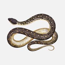 carpet python snake reptile tofujoe