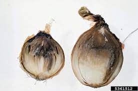 Botrytis Rot Botrytis Allii On Garden Onion Allium Cepa 5361512 gambar png