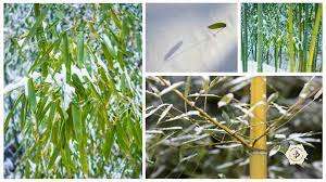 Bamboos are a diverse group of evergreen perennial flowering plants in the subfamily bambusoideae of the grass family poaceae. 15 Cold Hardy Bamboos For Snowy Climates Bambu Batu