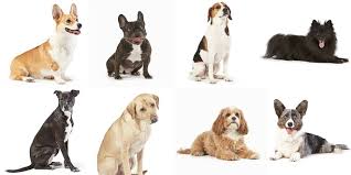 Image result for dogs