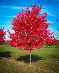 tree of the month red maple