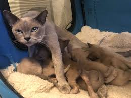The name 'burmese' originates from the country of burma where wong mau it was revived in 1930 using the first true burmese and it is said that a wartime sea voyage of three burmese cats from burma into america in. Burmese Kittens For Sale By Reputable Breeders Pets4you Com