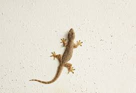 simple tips to remove lizards from your
