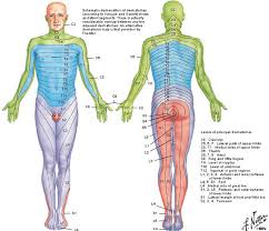 Back Pain And Sciatica Physical Therapy Treatments