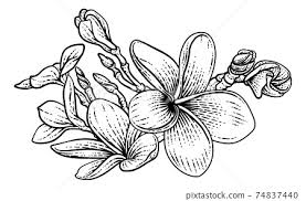 plumeria frangipani tropical bali
