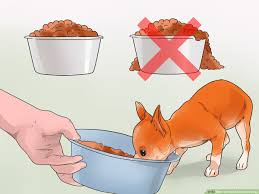 3 ways to feed chihuahua dogs wikihow