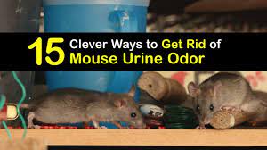 guide for getting rid of mice urine odors