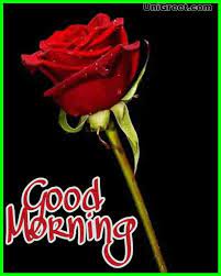 beautiful good morning red rose image