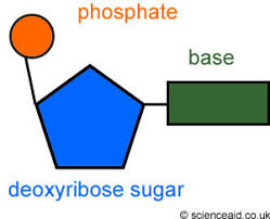 dna structure flashcards quizlet