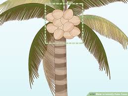 2 Easy Ways To Identify Palm Trees With Pictures