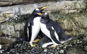 Looking for a good penguin name? Lesbian Penguin Super Moms Welcome Chick At Spanish Aquarium