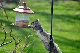 These frightened squirrels won't find their ways back to your house once they find out that is not a welcome place. How To Keep Squirrels Out Of Bird Feeders Simple Solutions New England Today