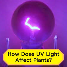 the effect of uv light on plants black