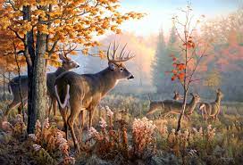 620 deer hd wallpapers and backgrounds