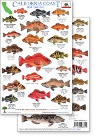 57 Valid Rockfish Chart