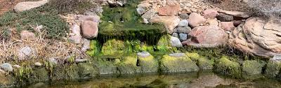 string algae creeping up in your pond