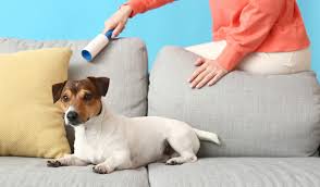 10 ways to protect your sofa from dogs