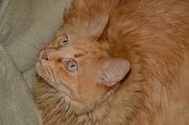They cause the cats no harm; What To Do If Your Orange Cat Has Black Spots On Lips