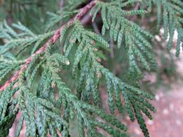 Wrc pickets come almost exclusively from interior u.s. Cedar Confusion Awkward Botany