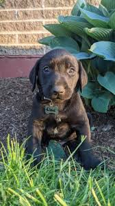 It has a round skull with a long squarish muzzle, a pair of dark eyes mostly brown in color, soft, long, and drooping ears, a powerful body, medium sized legs, and a pointy tail. German Shorthaired Pointer Mix Puppies For Sale Lancaster Puppies