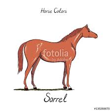 Horse Color Chart Equine Coat Colors With Text Equestrian