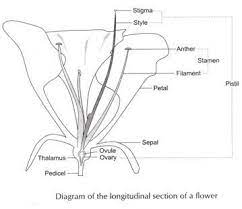 longitudinal section of a flower
