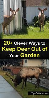 Garden Deer Resistant Plants