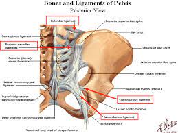 Manifestaon of spaces lined posterior leaf of the broad ligament. Flashcards Articular System Arthology Kinesiology Studyblue Pelvis Sacroiliac Pelvis Anatomy