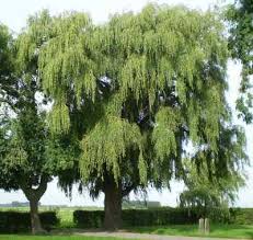 Willows are elegant landscape trees and the weeping form is the most graceful. Types Of Willow Trees Weeping Shrubs Dwarf And More