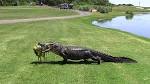 Oyster Bay Golf Links - Alligator - YouTube