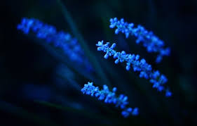wallpaper lights blue flowers night