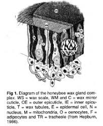 wax ion efficiency in honey bees