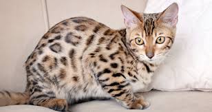 But they should still have especially long legs that often make them look bigger than when feeding a savannah cat, look for a good quality food that is meat based and free from artificial flavorings, colorings, or preservatives. Bengals And Savannahs Make The Right Choice Intersand