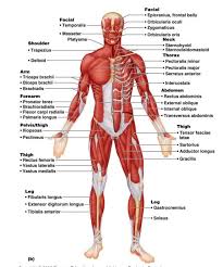 Label the indicated anterior muscles of the body. Human Muscles Diagram Labeled Koibana Info Human Muscle Anatomy Human Body Muscles Human Muscular System