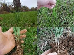 Wild Onion Grass Wild Garlic