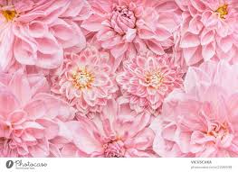 pastel pink flowers background a