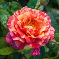 Floribunda Roses For Breck S