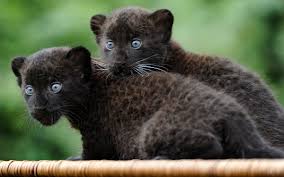 There are few creatures as gorgeous and elusive as the black leopard. Save Black Leopards Bigcatfacts Twitter