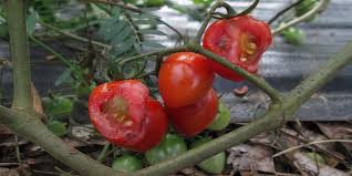 Tomato Pests Identify Prevent