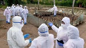 Although h5n8 is considered one of the less pathogenic subtypes for humans, it is beginning to become more pathogenic. Cases Of H5n8 Strain Of Avian Flu Reported From 8 States Sabrangindia