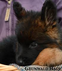 If you have gsd pet then you german shepherd puppies are fully dependent on their mother until they are 2 weeks old. 6 Week Old Long Coat German Shepherd Puppy By Grunwald Haus German Shepherd Puppies Shepherd Puppies German Shepherd Dogs
