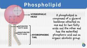 phospholipid definition and exles